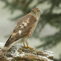 Krogulec - Eurasian Sparrowhawk