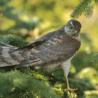 Krogulec - Eurasian Sparrowhawk