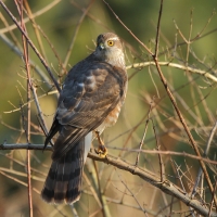 Krogulec - Eurasian Sparrowhawk