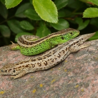 Jaszczurka zwinka - Lacerta agilis - Sand lizard