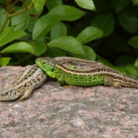 Jaszczurka zwinka - Lacerta agilis - Sand lizard