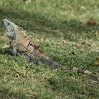 Legwan zielony - Iguana iguana - Green iguana 