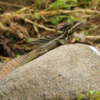 Bazyliszek pręgowany - Basiliscus vittatus - Brown Basilisk