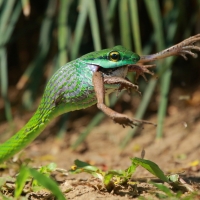 Cope's parrot snake - Leptophis depressirostris