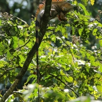 Legwan zielony - Iguana iguana - Green iguana 