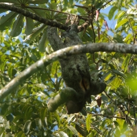 Leniwiec dwupalczasty Choloepus didactylus - Linnaeus's two-toed sloth 