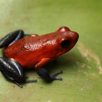 Drzewołaz karłowaty - Oophaga pumilio - Strawberry Poison Frog