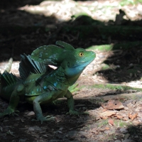 Bazyliszek płatkogłowy - Basiliscus plumifrons - Plumed Basilisk 