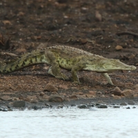 Krokodyl nilowy - Crocodylus niloticus - Nile crocodile