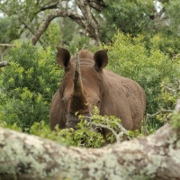 Nosorożec biały - Ceratotherium simum - White rhinoceros