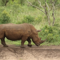 Nosorożec biały - Ceratotherium simum - White rhinoceros