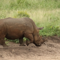 Nosorożec biały - Ceratotherium simum - White rhinoceros