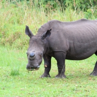 Nosorożec biały - Ceratotherium simum - White rhinoceros