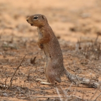 Słońcowiórka czerwononoga - Heliosciurus rufobrachium - Red-legged sun squirrel