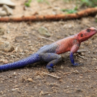 Agama płaskogłowa - Agama mwanzae - Mwanza flat-headed rock agama