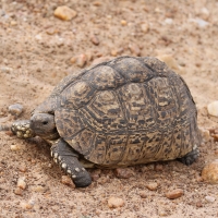 Żółw lamparci - Stigmochelys pardalis - Leopard tortoise