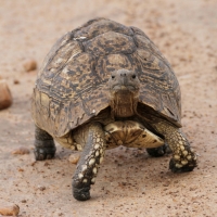 Żółw lamparci - Stigmochelys pardalis - Leopard tortoise