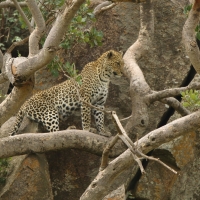 Lampart plamisty - Panthera pardus - Leopard 