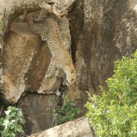 Lampart plamisty - Panthera pardus - Leopard 
