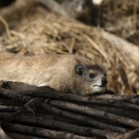 Góralek stepowy - Heterohyrax brucei - Bush hyrax