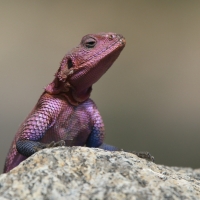 Agama płaskogłowa - Agama mwanzae - Mwanza flat-headed rock agama
