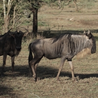 Gnu pręgowane - Connochaetes taurinus - Blue wildebeest