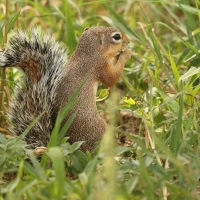 Słońcowiórka czerwononoga - Heliosciurus rufobrachium - Red-legged sun squirrel