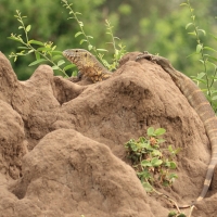 Waran nilowy - Varanus niloticus - Nile monitor