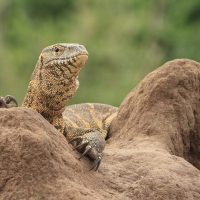 Waran nilowy - Varanus niloticus - Nile monitor