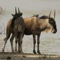 Gnu pręgowane - Connochaetes taurinus - Blue wildebeest