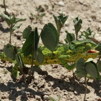Kameleon uszaty - Chamaeleo dilepis - Flap-necked chameleon