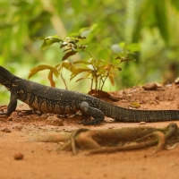 Waran paskowany - Varanus salvator - Asian water monitor 