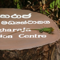 Zmiennogama pospolita - Calotes calotes - Green forest lizard 