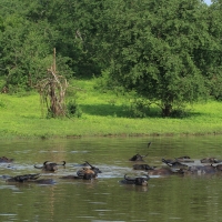 Bawół indyjski - Bubalus arnee - Wild water buffalo 