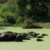 Bawół indyjski - Bubalus arnee - Wild water buffalo 