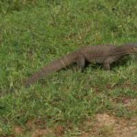 Waran bengalski - Varanus bengalensis - Bengal monitor 