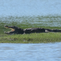 Krokodyl różańcowy - Crocodylus porosus - Saltwater crocodile