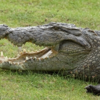 Krokodyl różańcowy - Crocodylus porosus - Saltwater crocodile