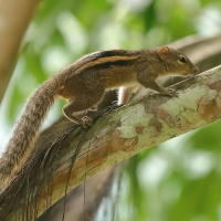 Pasecznik palmowy - Funambulus palmarum - Indian palm squirrel