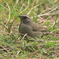 Kulczyk skromny - Crithagra tristriata - Brown-rumped Seedeater