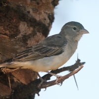 Wróbel ubogi - Gymnoris pyrgita - Yellow-spotted Petronia
