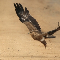 Orzeł sawannowy - Aquila rapax - Tawny Eagle