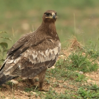 Orzeł sawannowy - Aquila rapax - Tawny Eagle