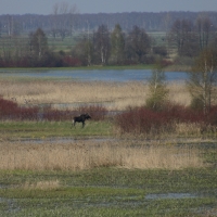 Łoś euroazjatycki - Alces alces - Moose