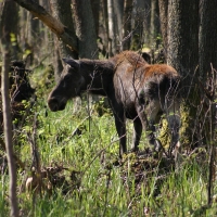 Łoś euroazjatycki - Alces alces - Moose