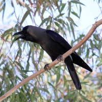 Wrona orientalna - Corvus splendens  - House Crow
