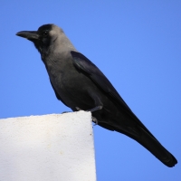 Wrona orientalna - Corvus splendens  - House Crow