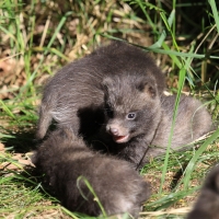 Jenot azjatycki - Nyctereutes procyonoides - Raccoon dog