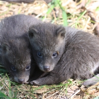 Jenot azjatycki - Nyctereutes procyonoides - Raccoon dog