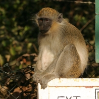 Kotawiec jasnonogi - Chlorocebus sabaeus - Green monkey